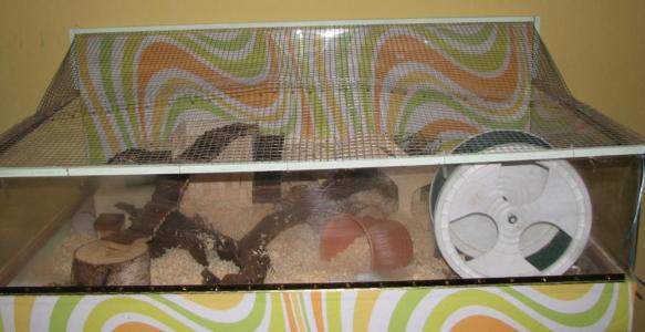 Eigenbau Einrichtung Goldhamster Teddyhamster