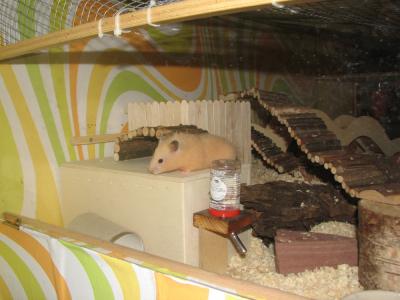 Eigenbau Einrichtung Goldhamster Teddyhamster